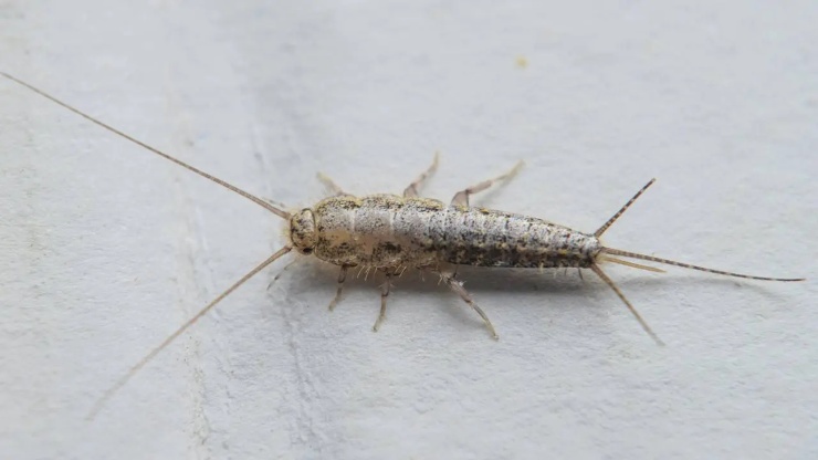 Pesciolino d'argento (pexels) - IlFogliettone.it