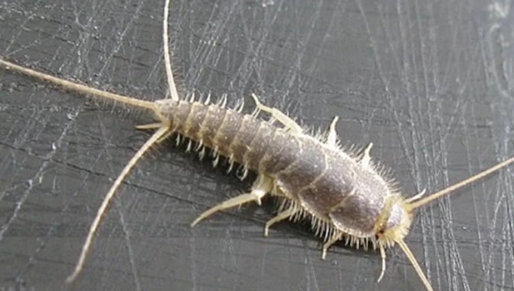 Pesciolino d’argento (pexels) - IlFogliettone.it