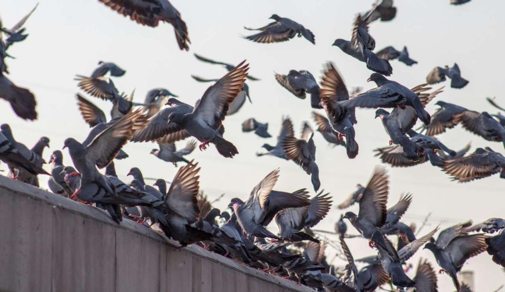 Piccioni - (pexels) - IlFogliettone.it