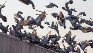 Piccioni - (pexels) - IlFogliettone.it