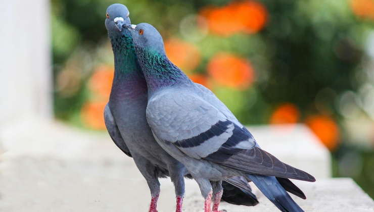 Piccioni - (pexels) - IlFogliettone.it