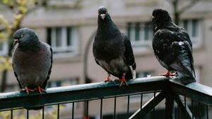 Piccioni sul balcone (pexels) - IlFogliettone.it