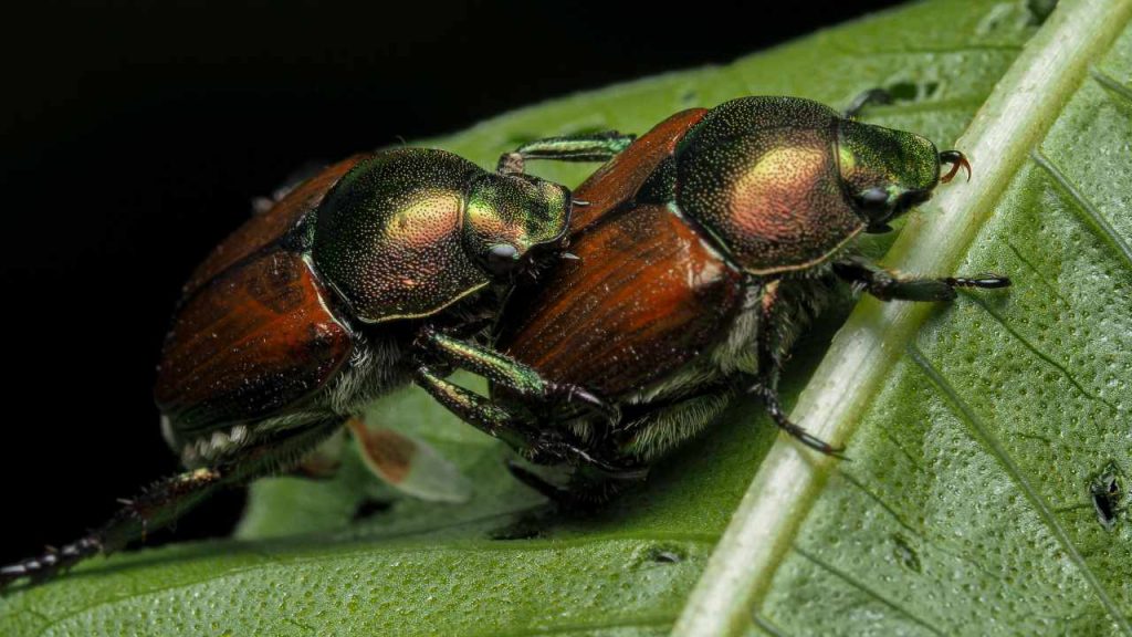 Popillia Japonica (pexels) - IlFogliettone.it