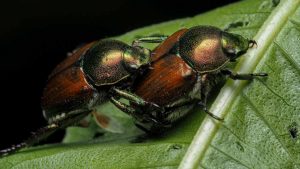 Popillia Japonica (pexels) - IlFogliettone.it