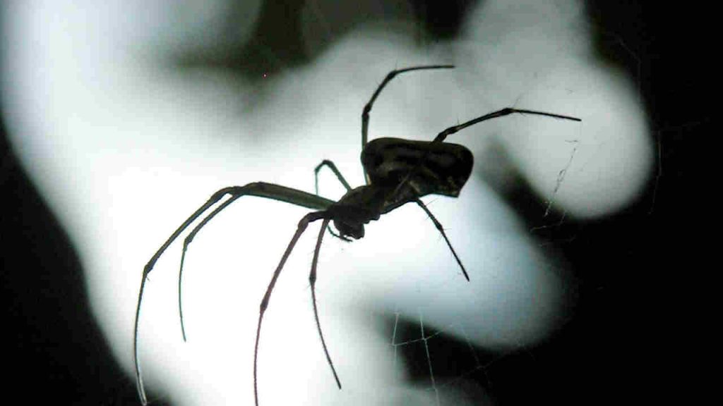 Ragno (Pexels) Ilfogliettone