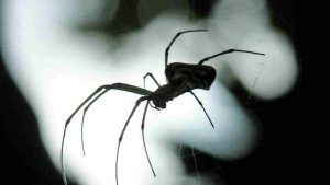 Ragno (Pexels) Ilfogliettone