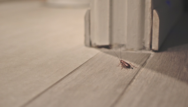 Scarafaggio (pexels) - IlFogliettone.it