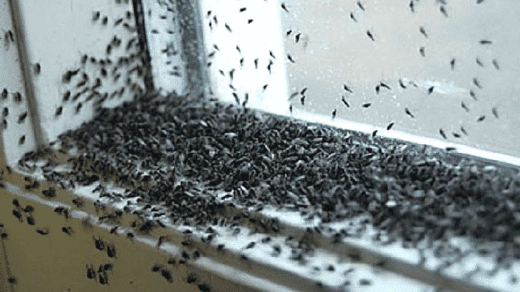 Sciame di mosche (pexels) - IlFogliettone.it