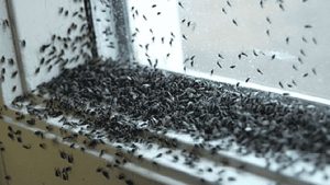 Sciame di mosche (pexels) - IlFogliettone.it