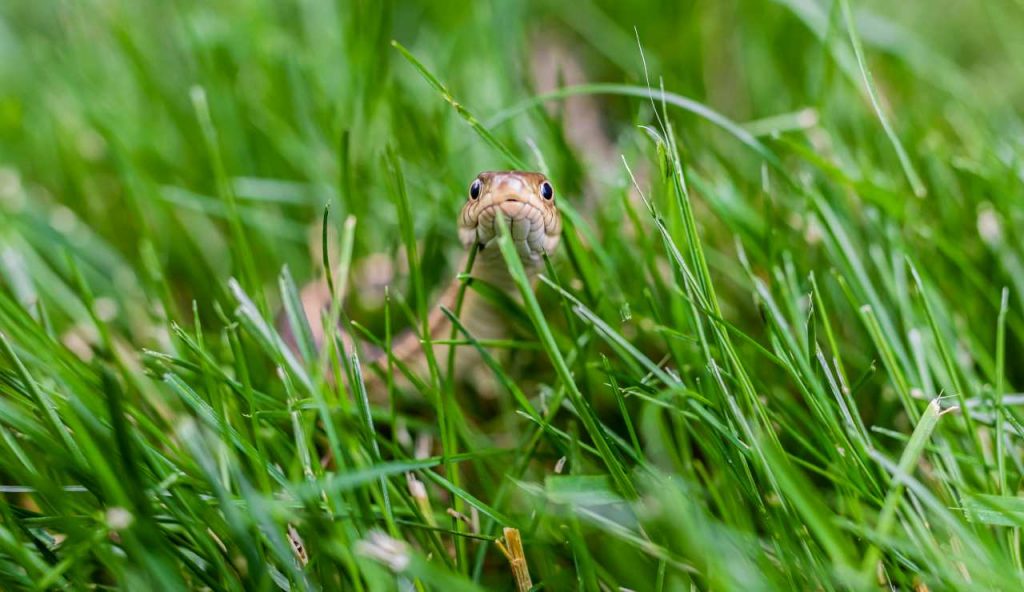 Serpente in giardino (pexels) - IlFogliettone.it