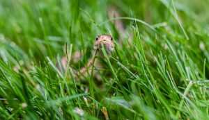 Serpente in giardino (pexels) - IlFogliettone.it