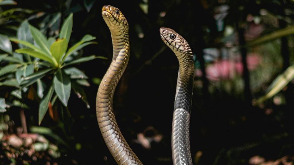 Serpenti in giardino (pexels) - IlFogliettone.it