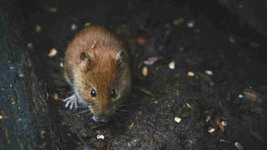 Topo (Pexels) Ilfogliettone