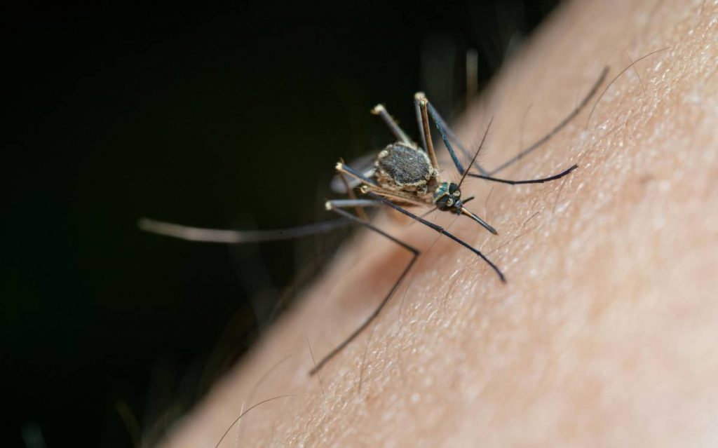 Virus-West-Nile-donna-muore-dopo-la-puntura-di-una-zanzara (1)