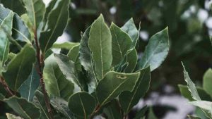 Alloro (Pexels) Ilfogliettone