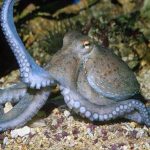 Migliaia di piccoli polpi in mare contro il granchio blu che invade l’Adriatico