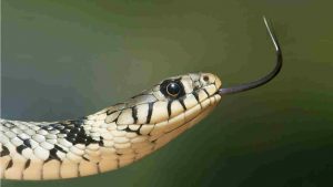 Serpente (Pexels) Ilfogliettone