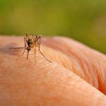 zanzara Dengue e Chikungunya (1)