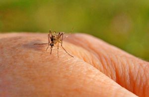 zanzara Dengue e Chikungunya (1)