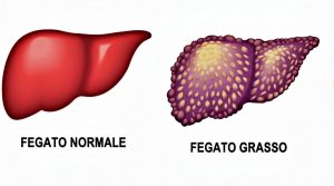 fegato