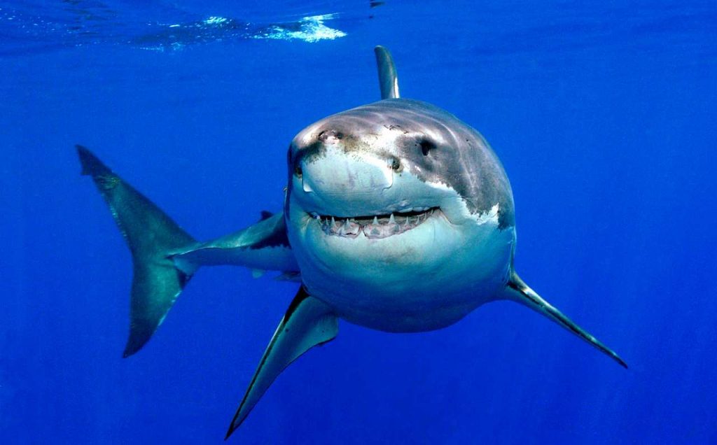 squalo (1)