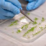 La prima pianta bioibrida nasce in Italia: più luce, più CO₂ catturata, più ossigeno prodotto