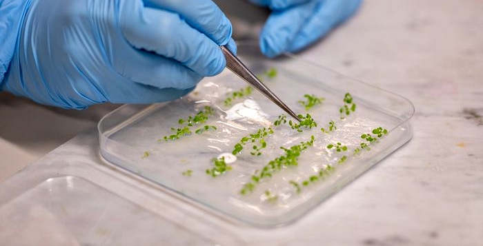 prima pianta bioibridailf