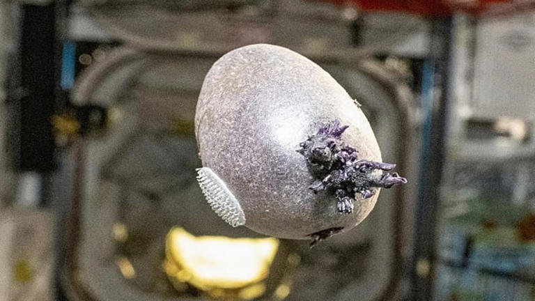 L'astronauta della NASA Don Pettit ha recentemente condiviso la foto di una patata viola coltivata nello spazio sulla Stazione Spaziale Internazionale