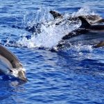 Capri, il mare dei Faraglioni si riempie di delfini: spettacolo al largo dell’isola