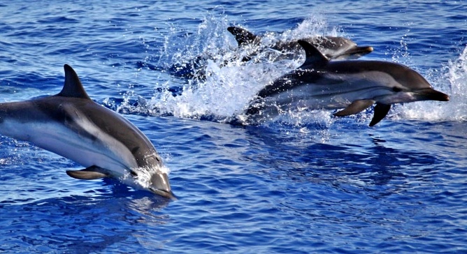 Delfini