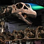 Nove elefanti e ventisette metri: il gigante di Chaiyaphum ridisegna la mappa dei dinosauri asiatici