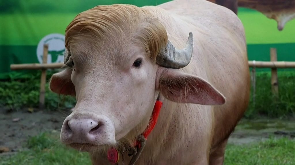 bufalo albino