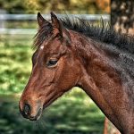 Addio a Varenne, il cavallo italiano che conquistò per due volte il trotto mondiale