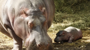 Il-piccolo-ippopotamo-al-parco-Natura-Viva-con-la-sua-mamma-Camilla-777x437