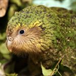 Il kakapo supera quota 300 esemplari per la prima volta in 75 anni