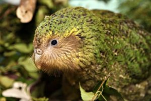 Kakapo