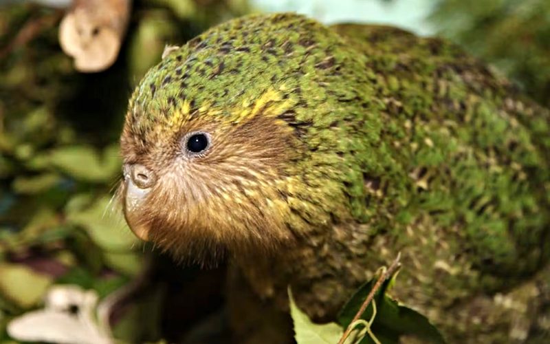 Kakapo