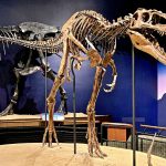 T. rex come un grande mammifero, non dipendeva dal clima: denti rivelano una temperatura interna di 36,3 °C