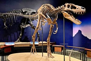 Tyrannosaurus_Rex_Jane